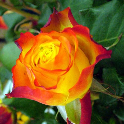Rosa Tequila Sunrise™ - galben-roșu - Trandafir copac cu trunchi înalt - cu flori teahibrid - coroană dreaptă